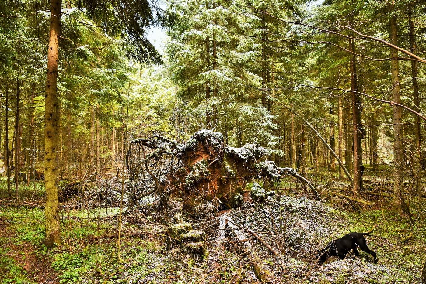 Прогулка по апрельскому лесу ...