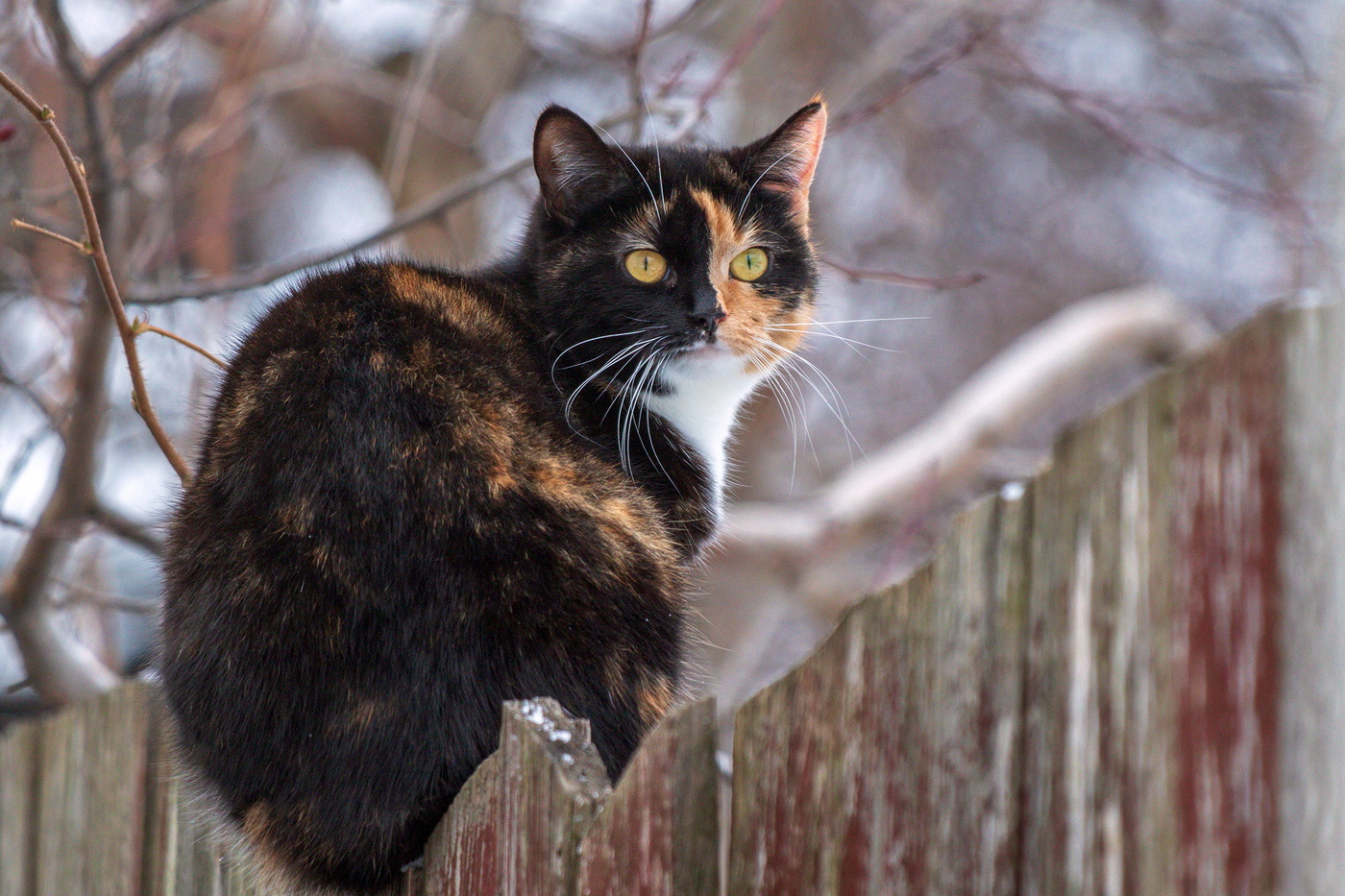 Кися на заборе.