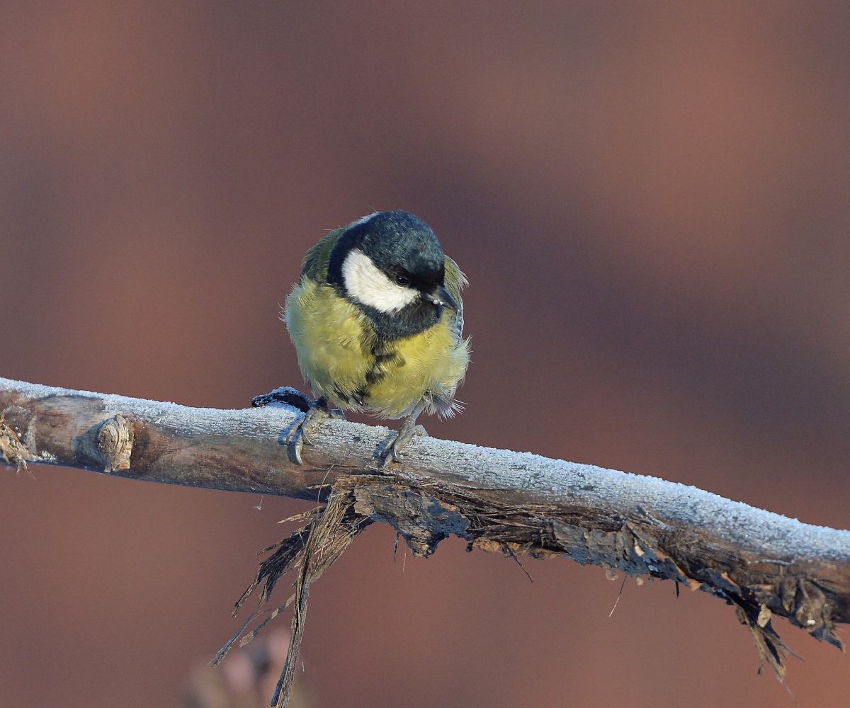 Что-то стало холодать....