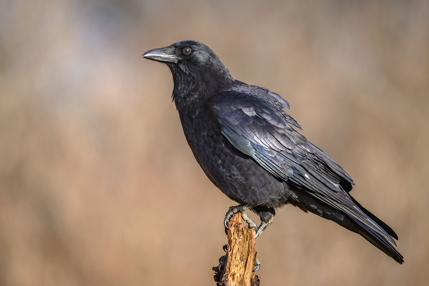 American crow