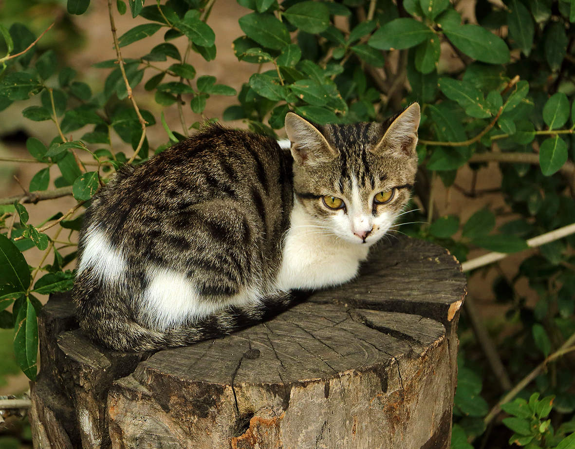 Грустный котёнок