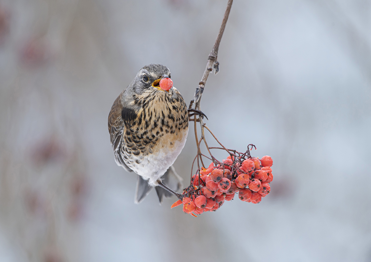 Обед рябинника