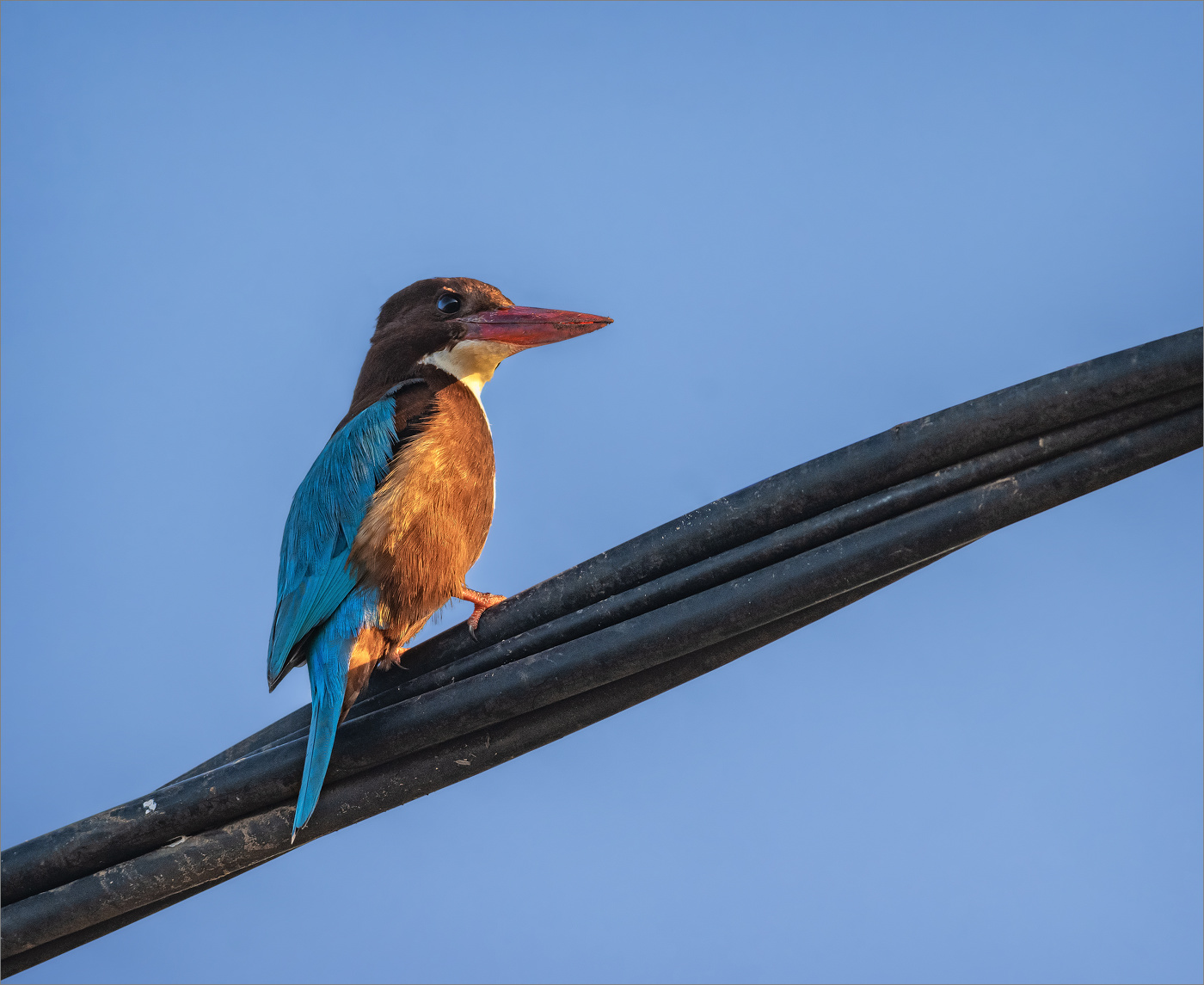 *Высоко сижу, далеко гляжу