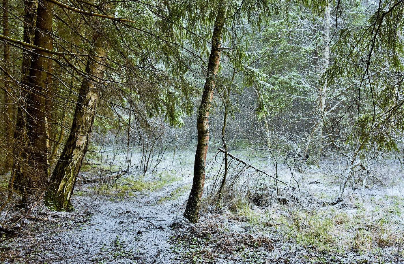 "Снег в апреле последний... он, как буд-то, прощаясь..."