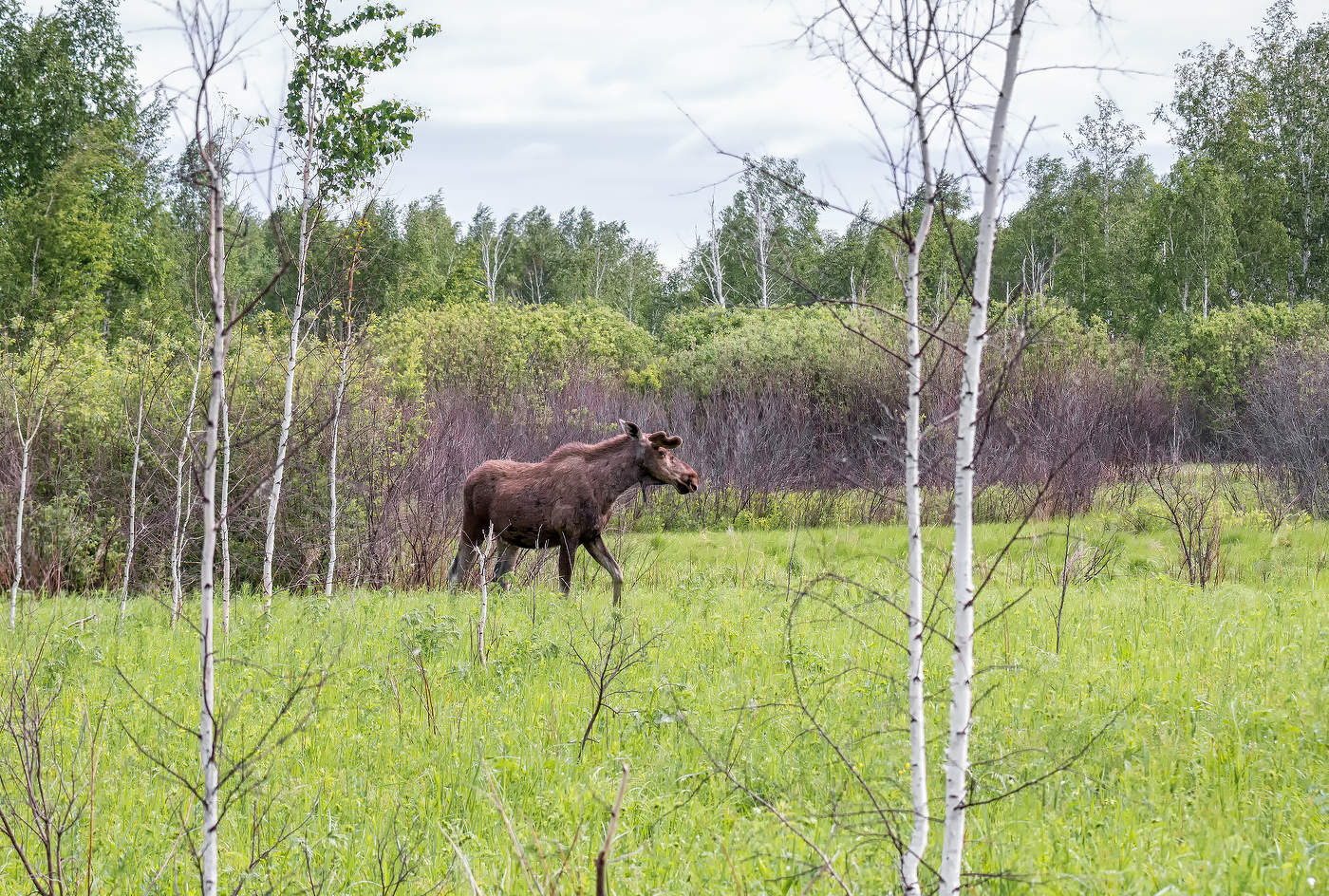 на болотах..
