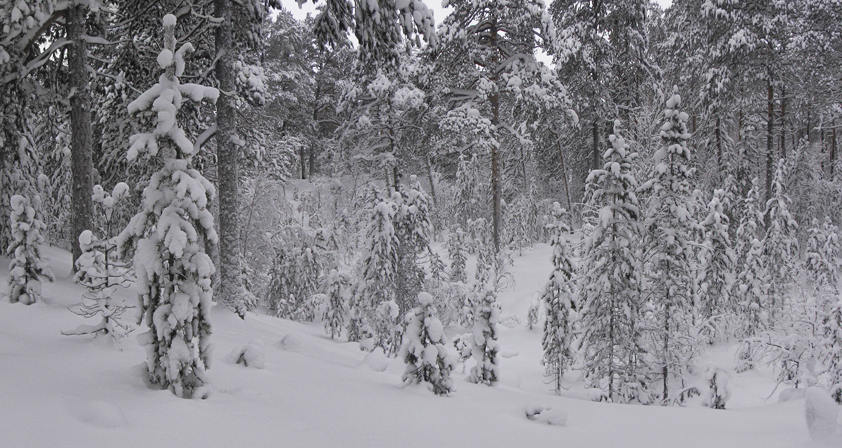 ... снежно-снежно... тихо-тихо...