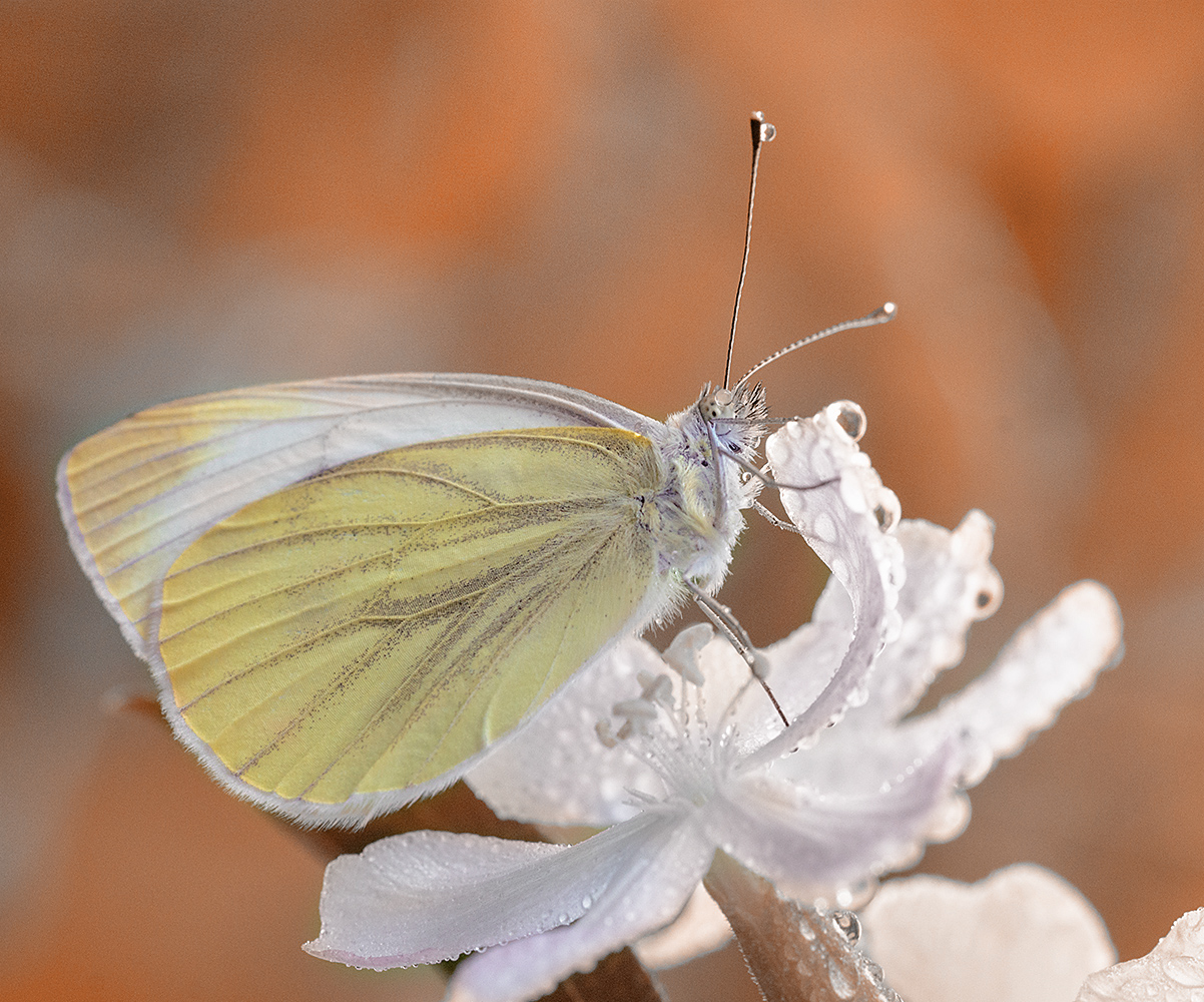 Просто бабочка.