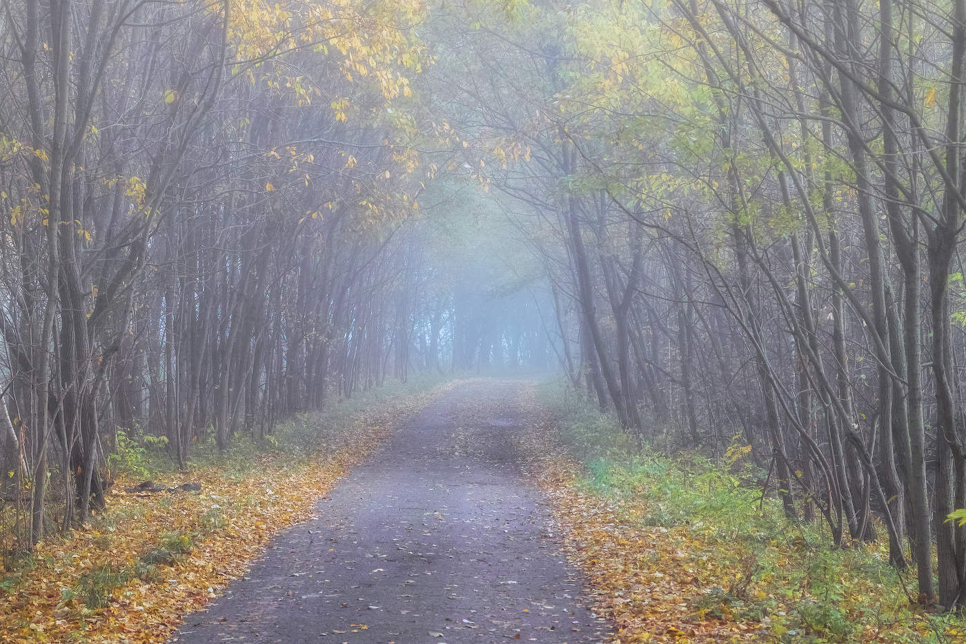 Туманная аллея