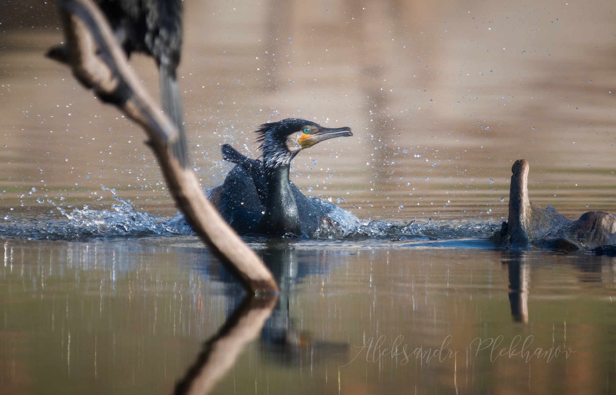 Брызги шампанского