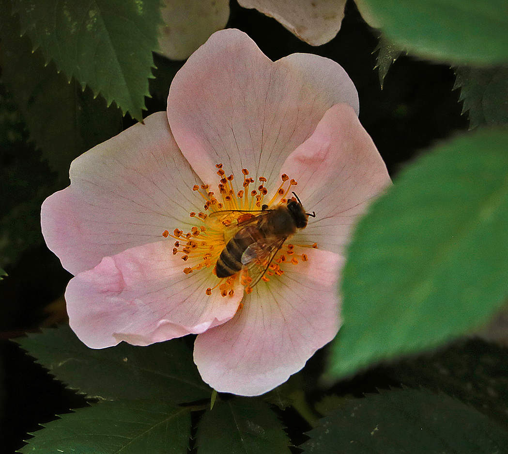 Приятного аппетита!