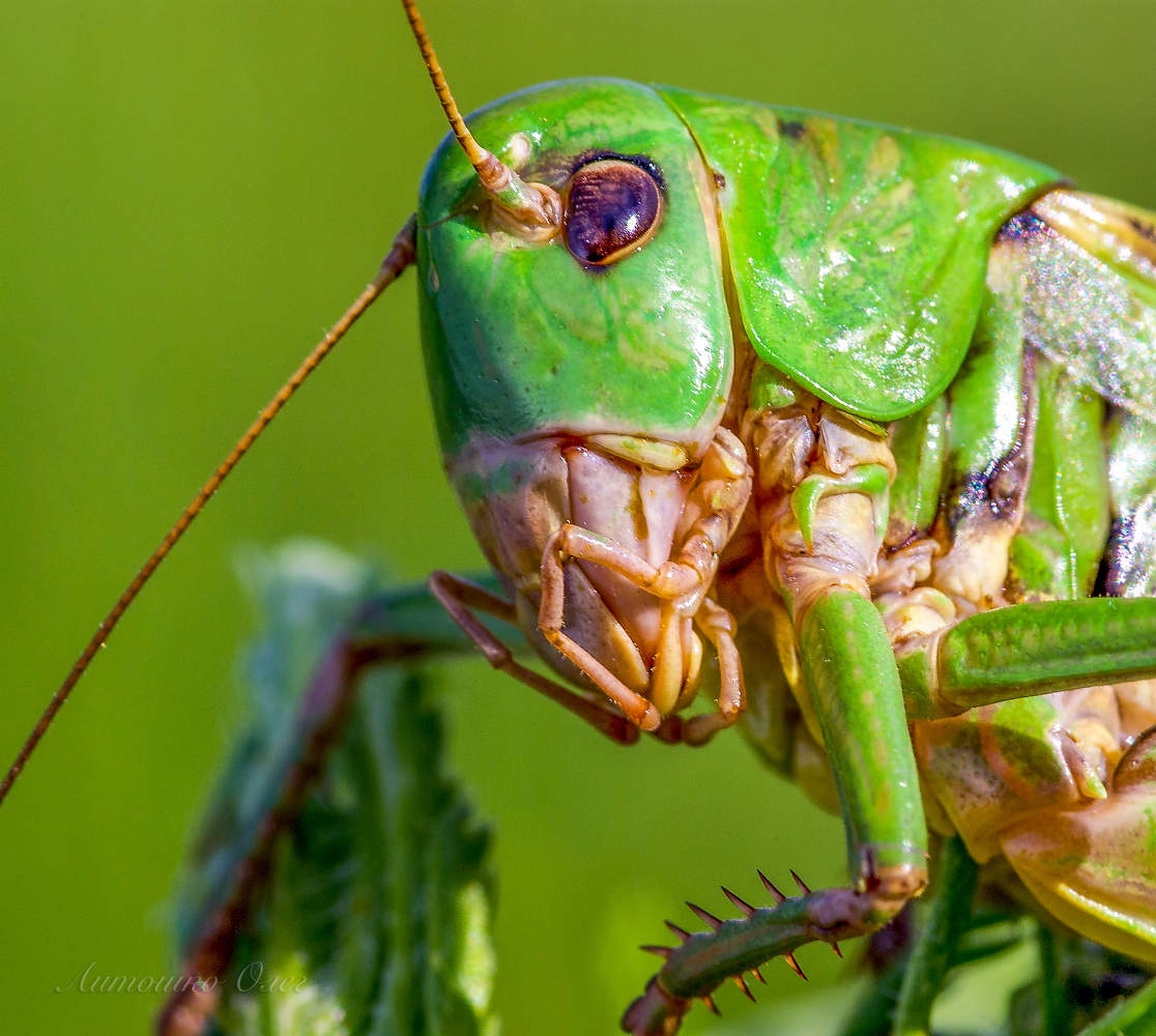 Кузнечик серый.