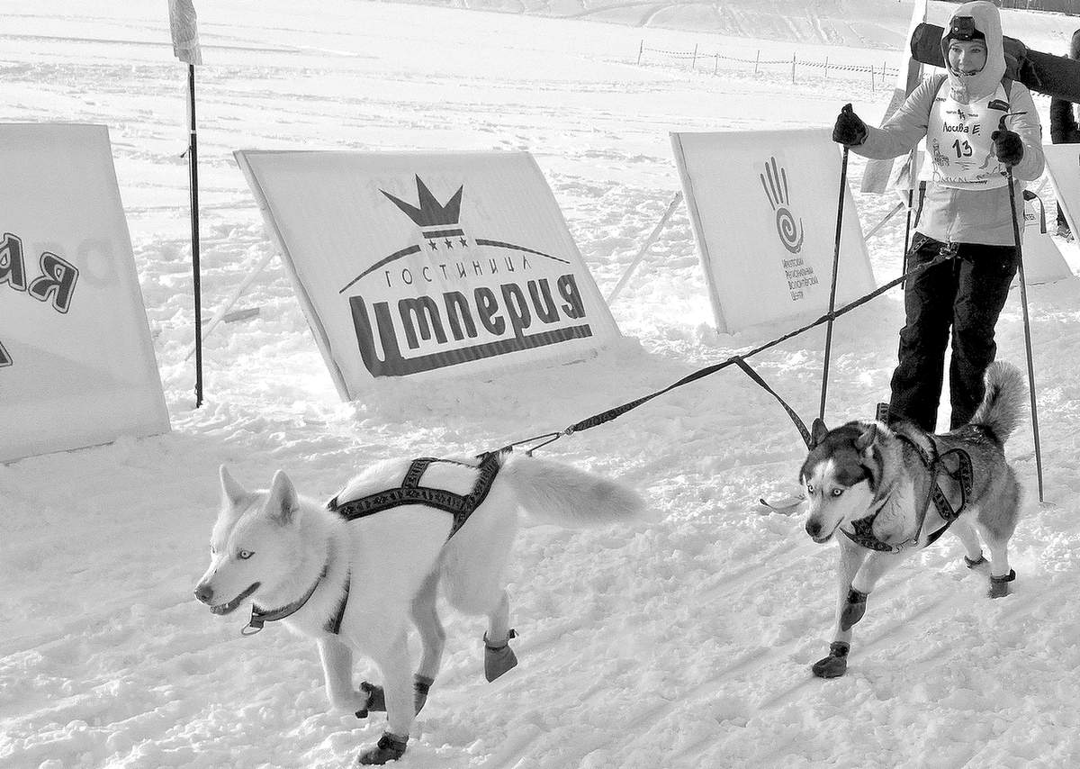 Гонка на лыжах с собаками