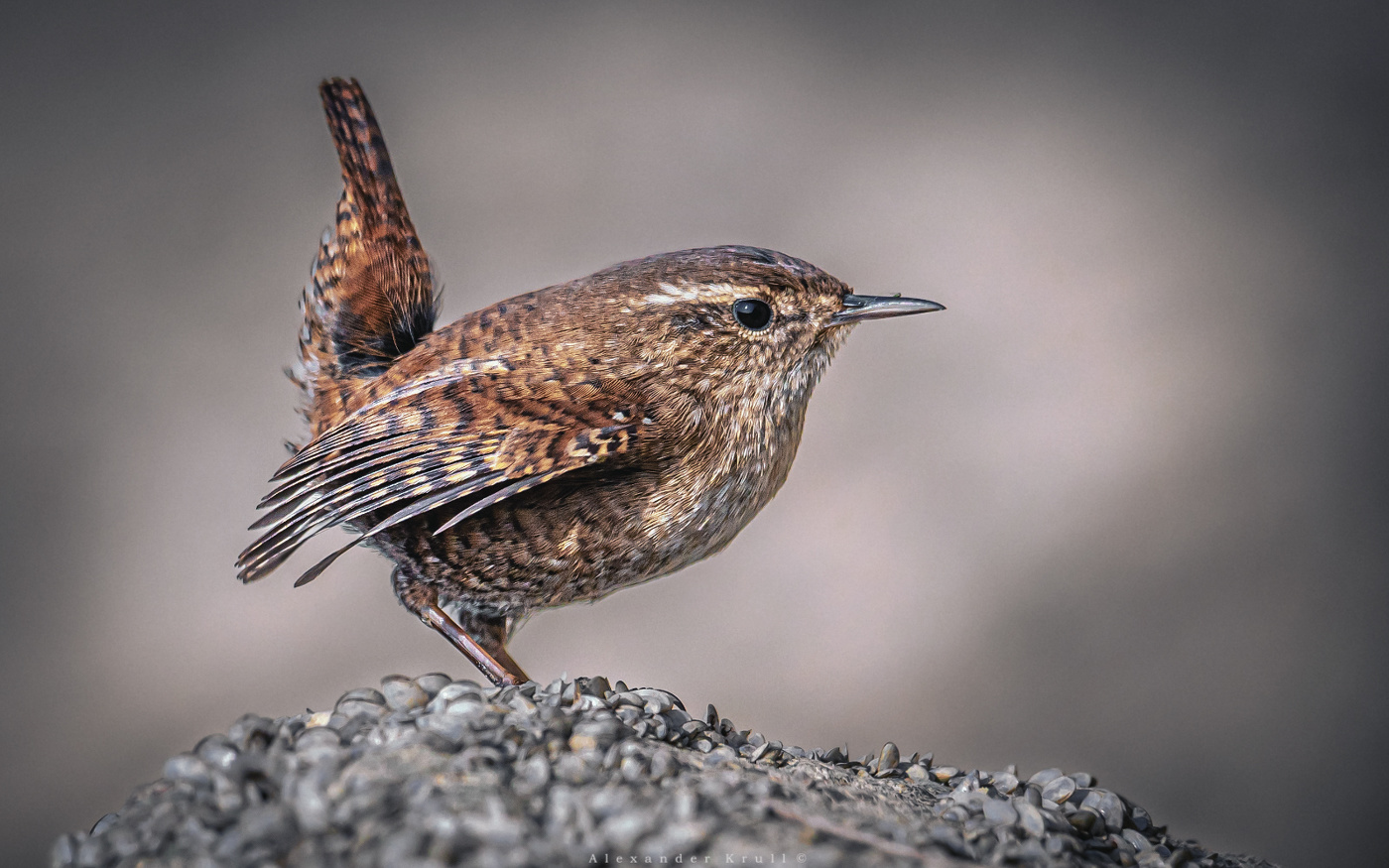 Маленький абориген