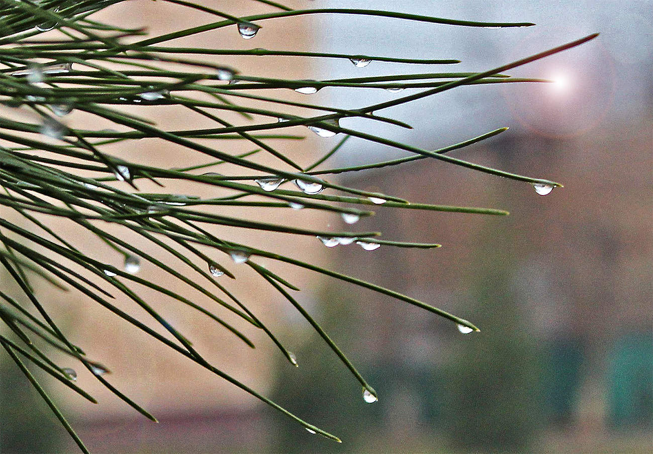 Не прольются, ты не жди, нам с тобой любви дожди...