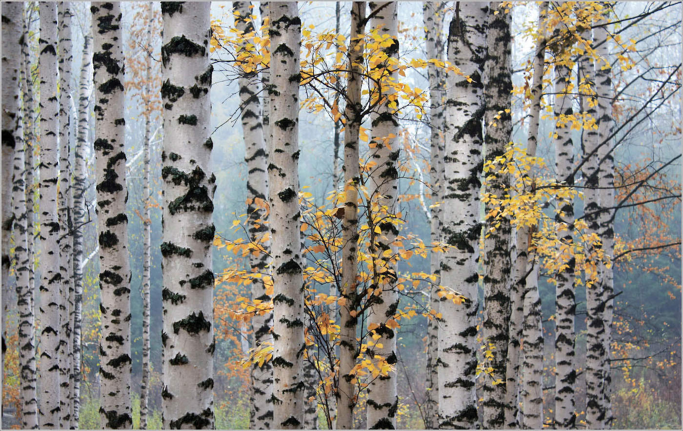 Там... за туманами...