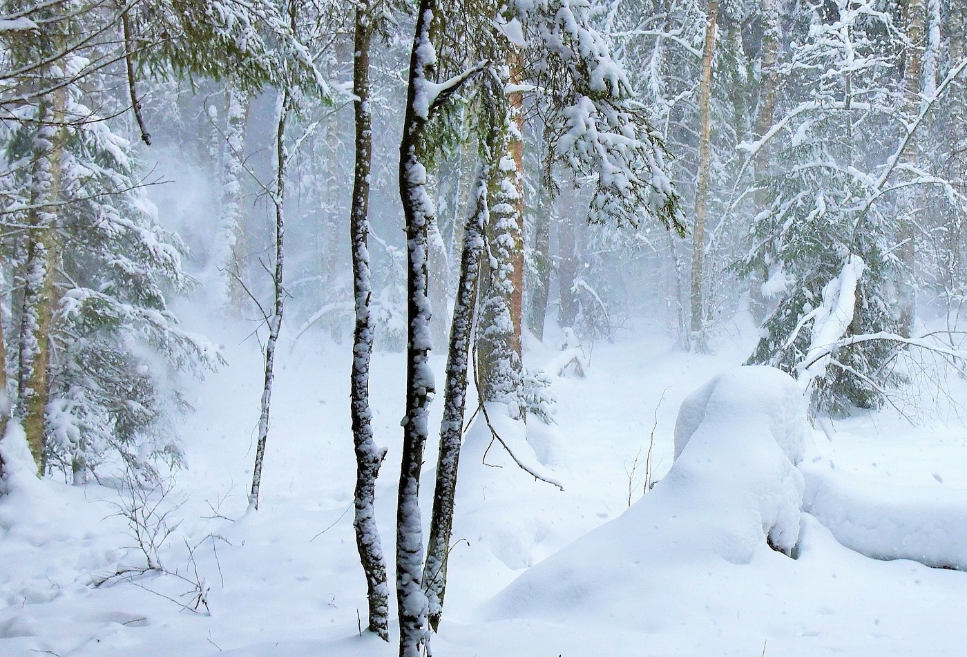 "Сугробищи ни капельки не таяли, метели затевают в елях пляс..."