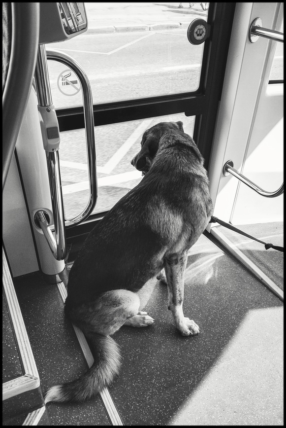 Заяц-контролёр