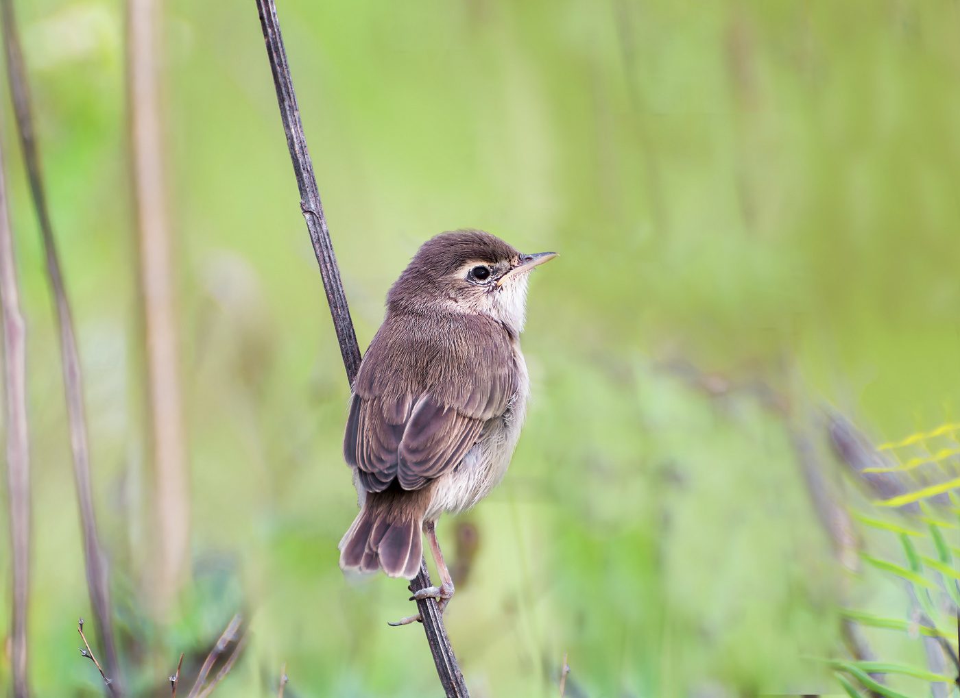 желторотик