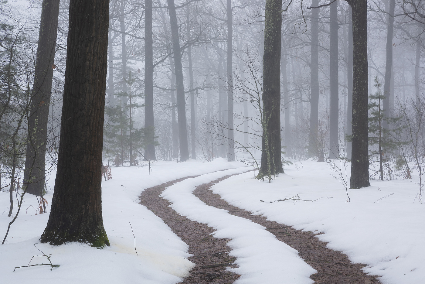 По лесной дороге