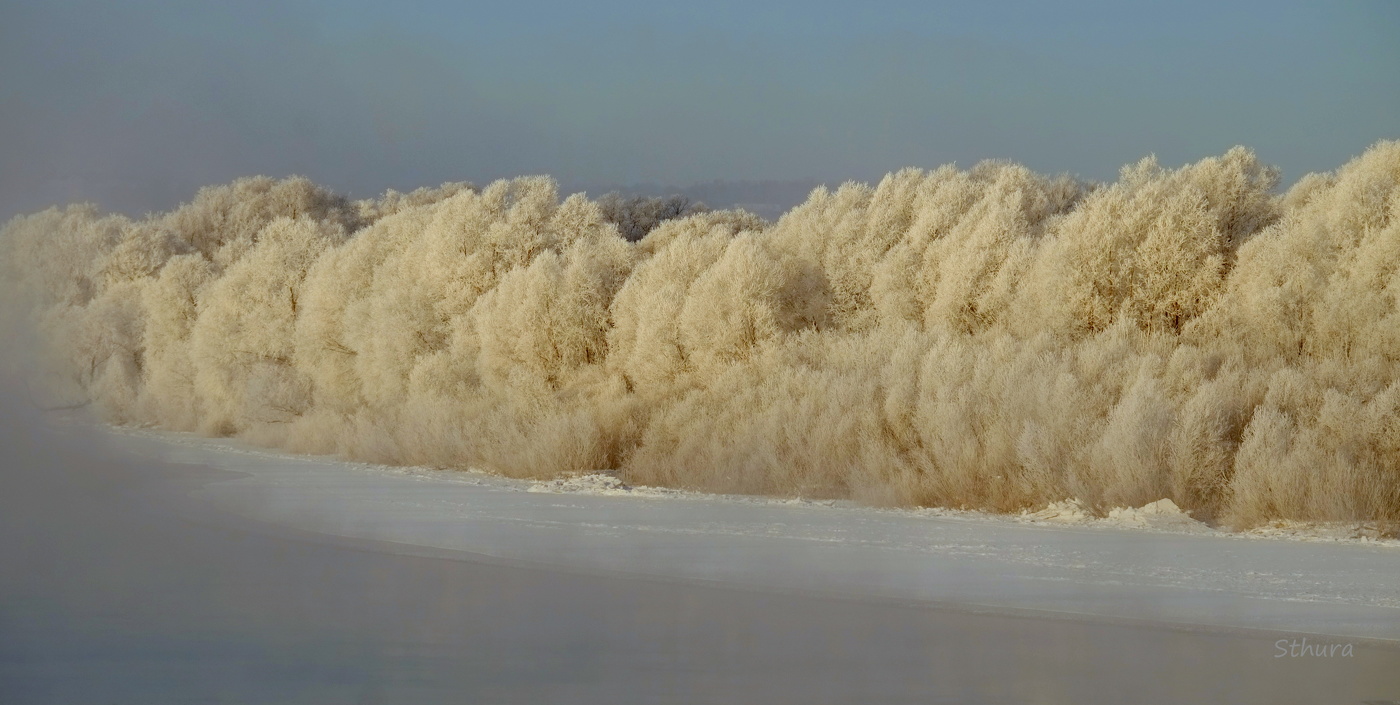Пушистые деревья.