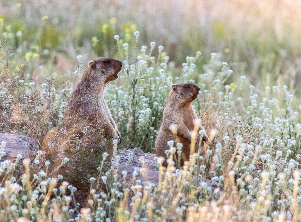 Два толстяка