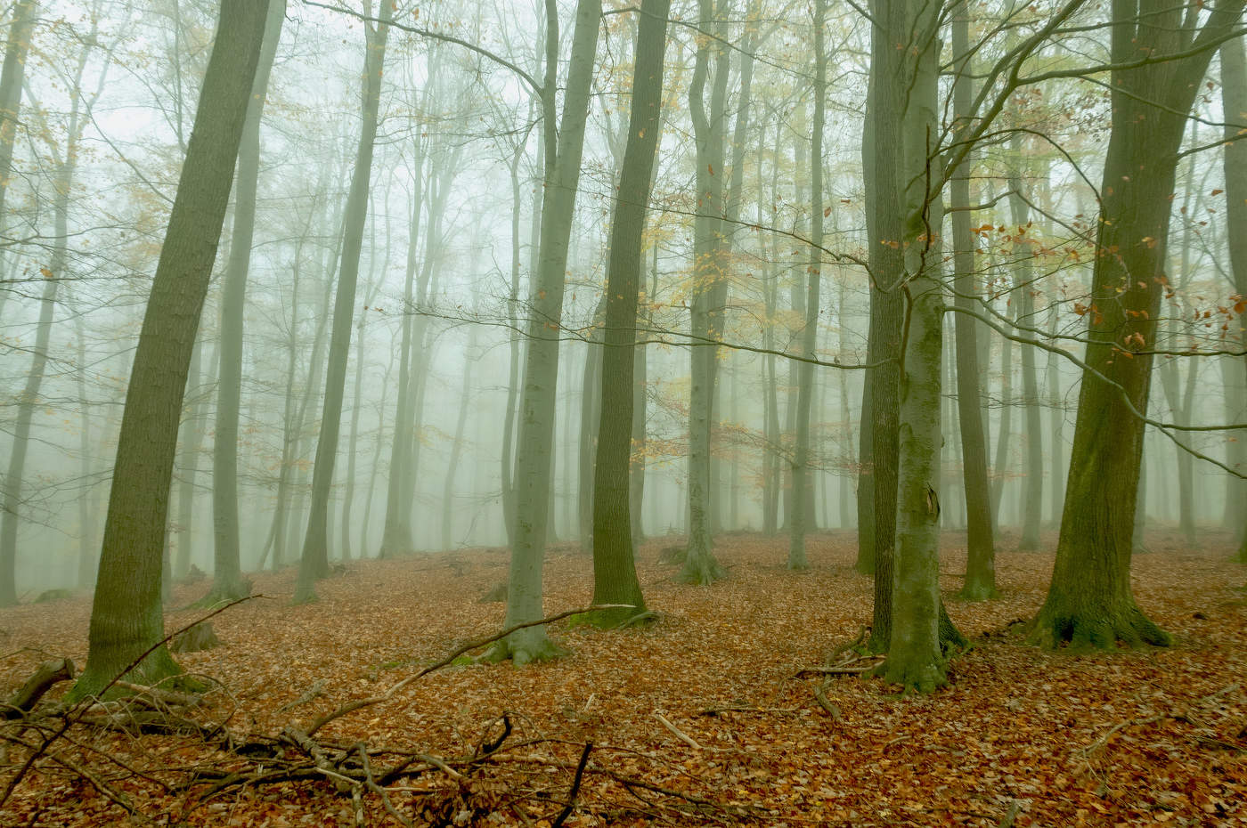 Утренний туман