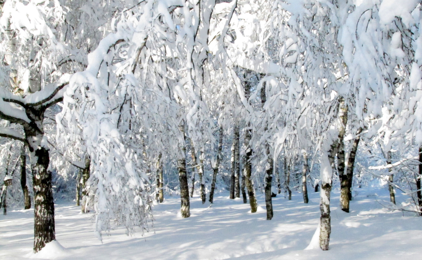 Яркий зимний день.