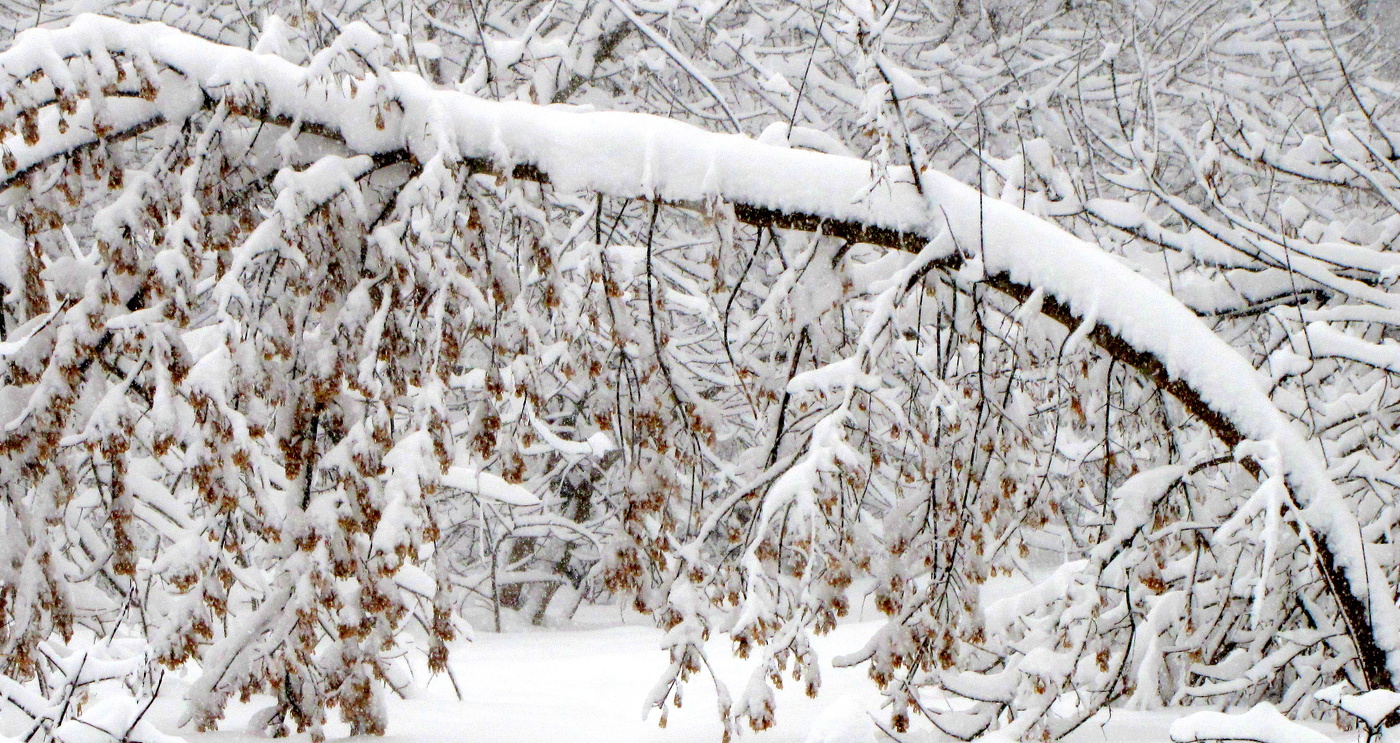Природа под снегом.