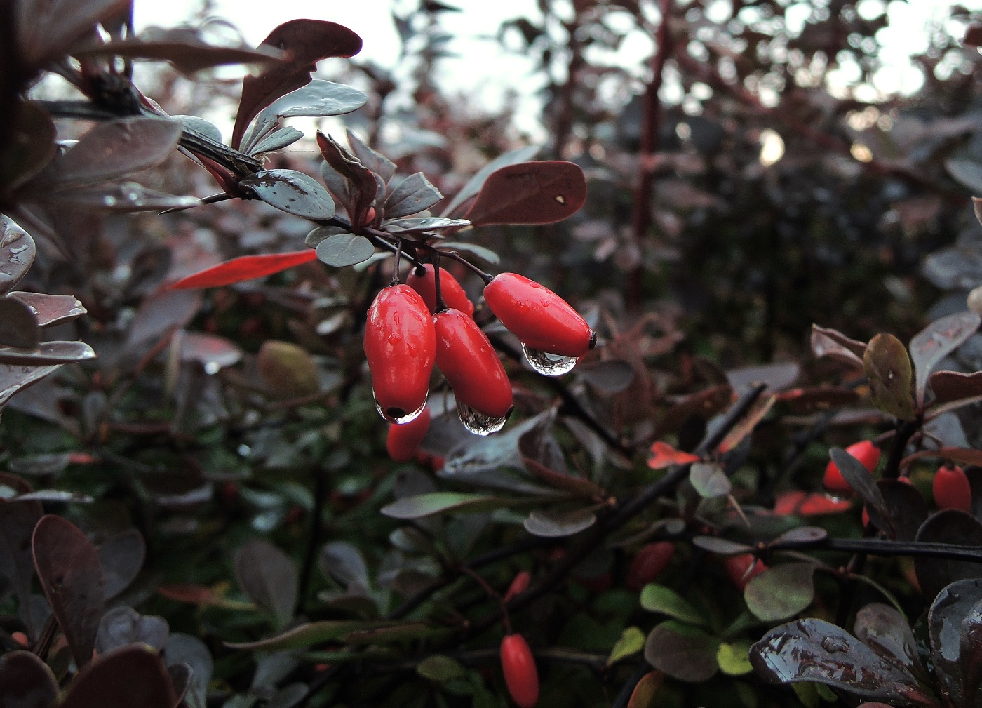 дождь и его истории