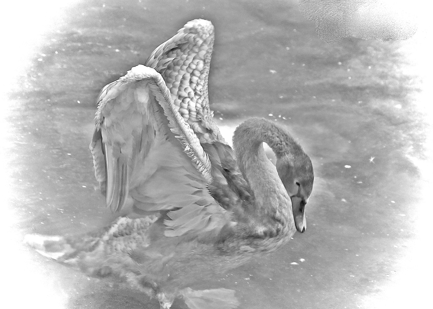 Царевна-лебедь