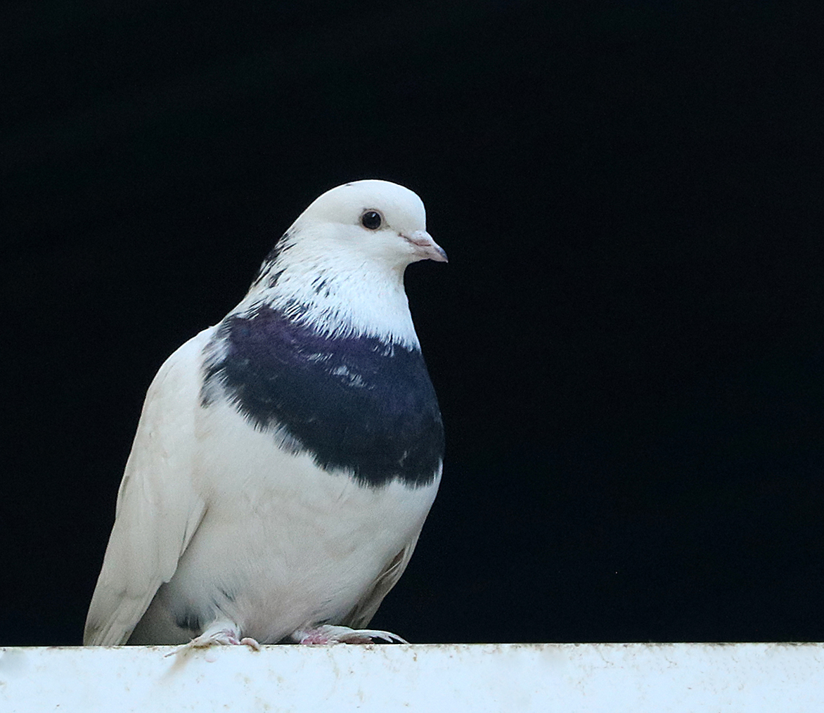 Голубь мира