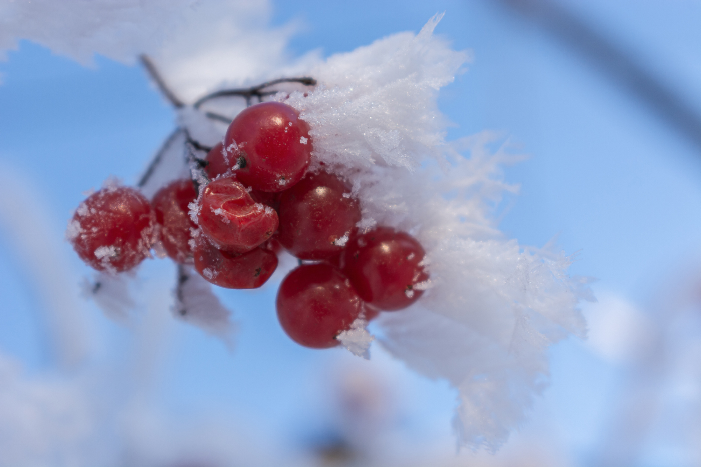 Калина в инее... Рубины - ягоды...