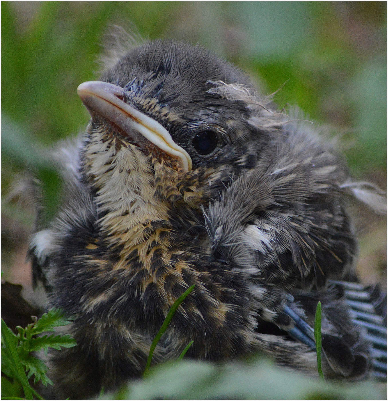 Зяблик. Слеток.