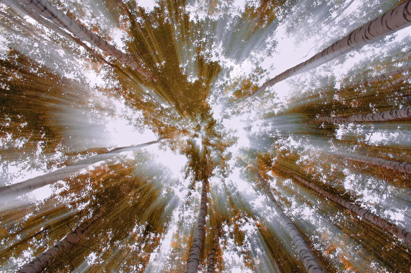 Осенний свет пробил листву...