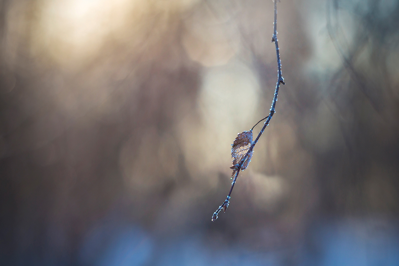 Зимний сон или последний листочек