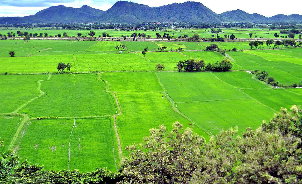 Рисовые поля зазеленели после дождей