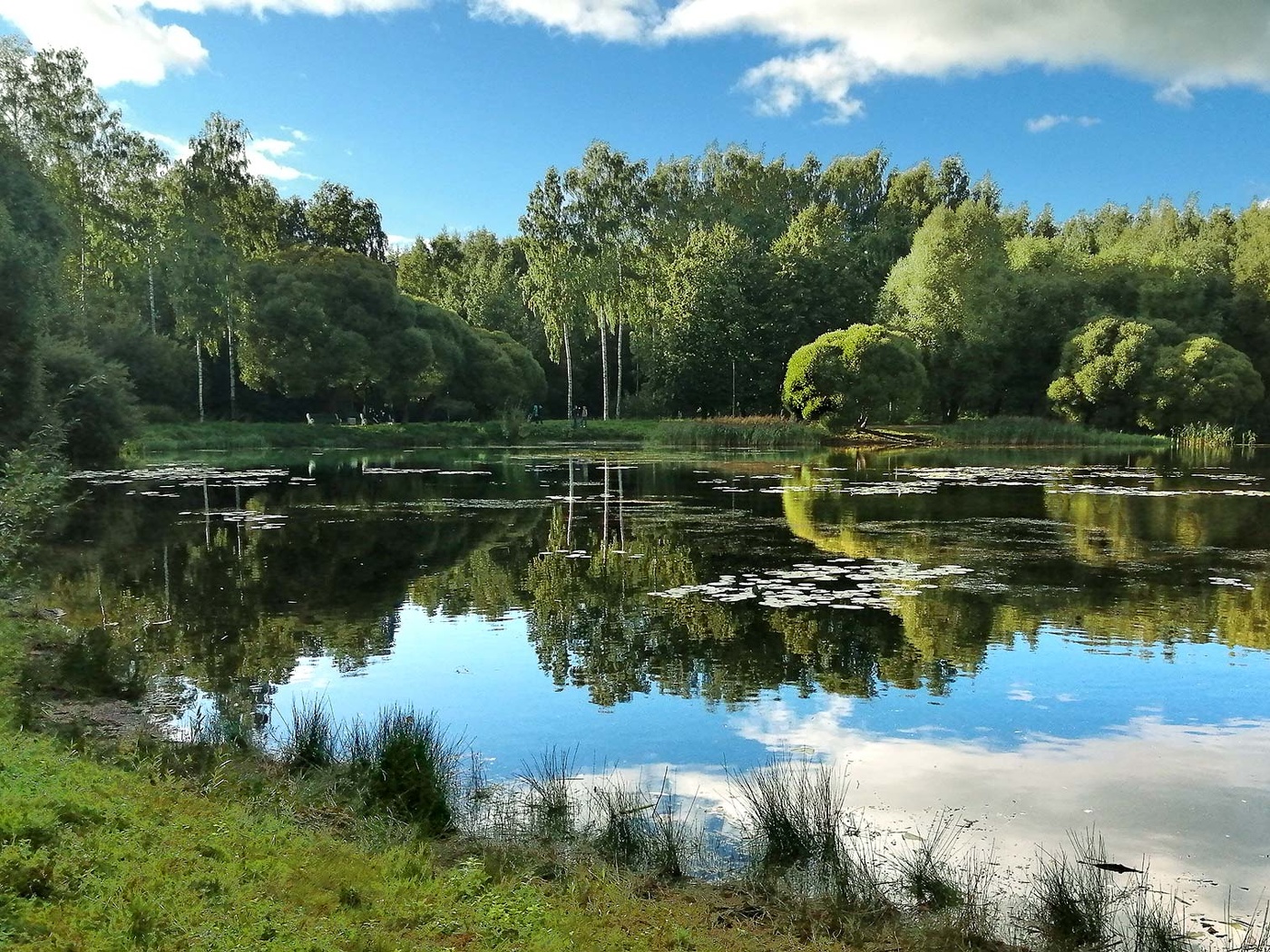 Пруд в Сосновке