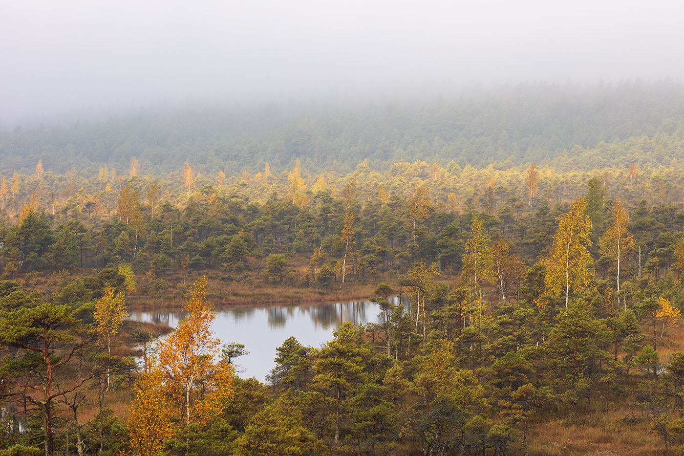 Заливка туманом