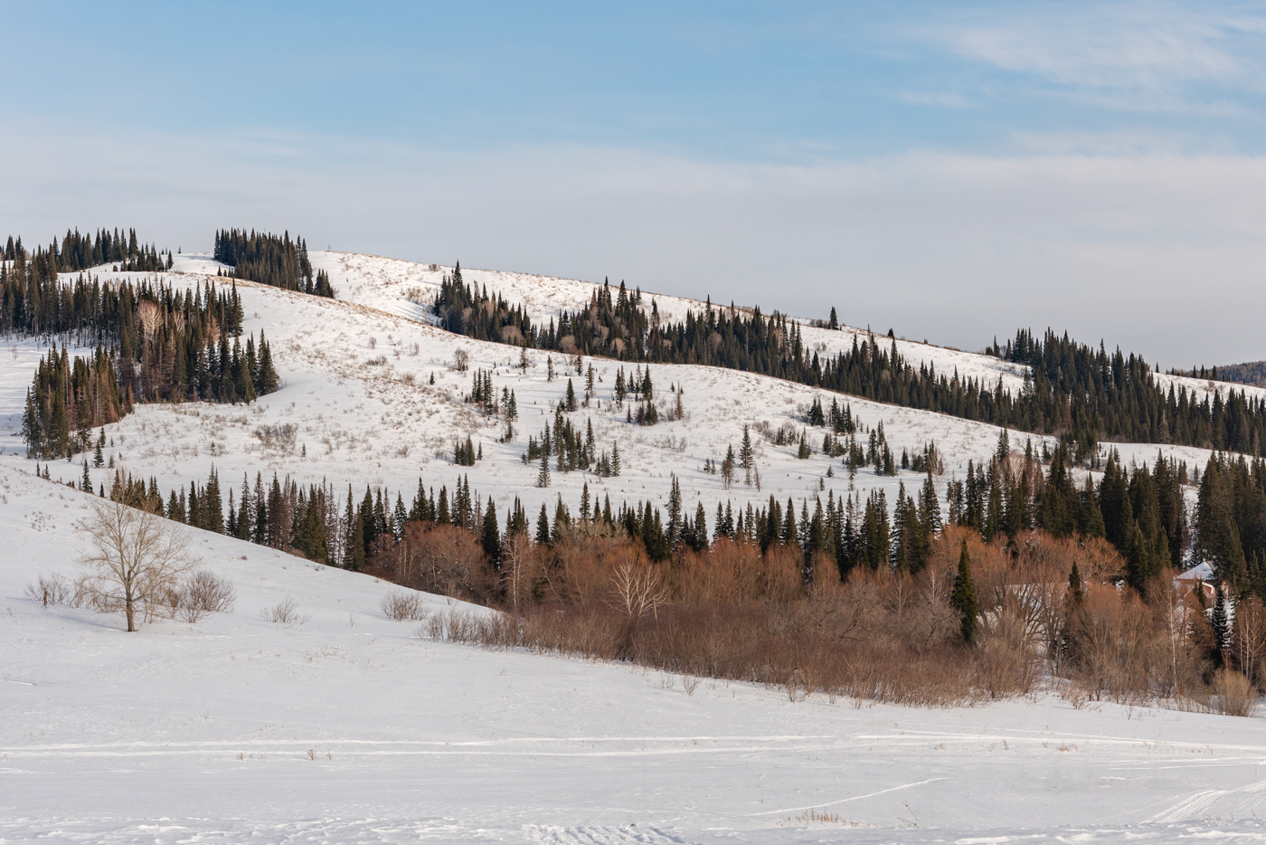 Разбежались елочки по сопке