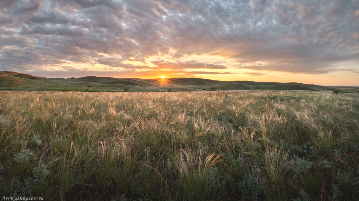 "Утро в ковыльной степи"