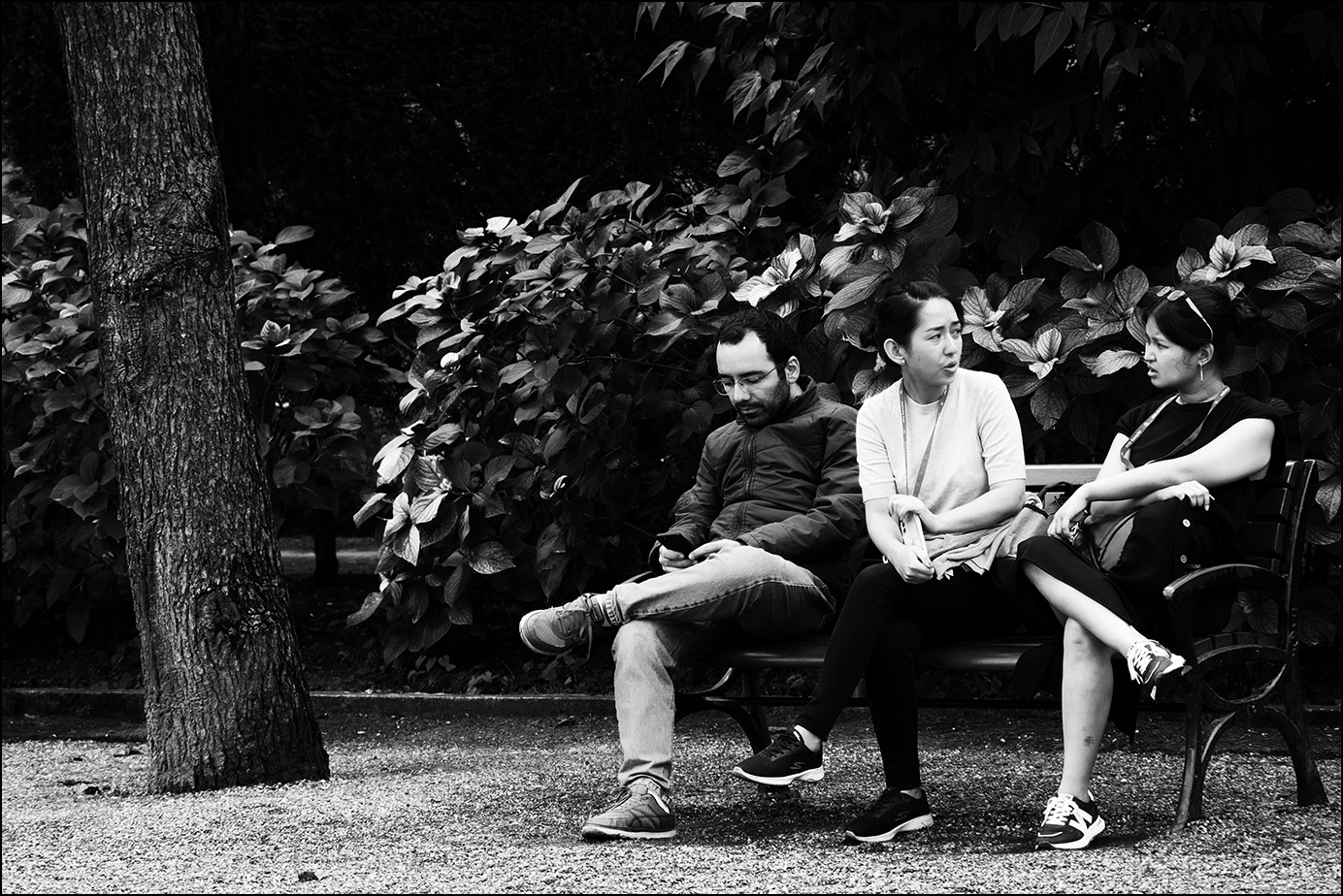 трое и древо