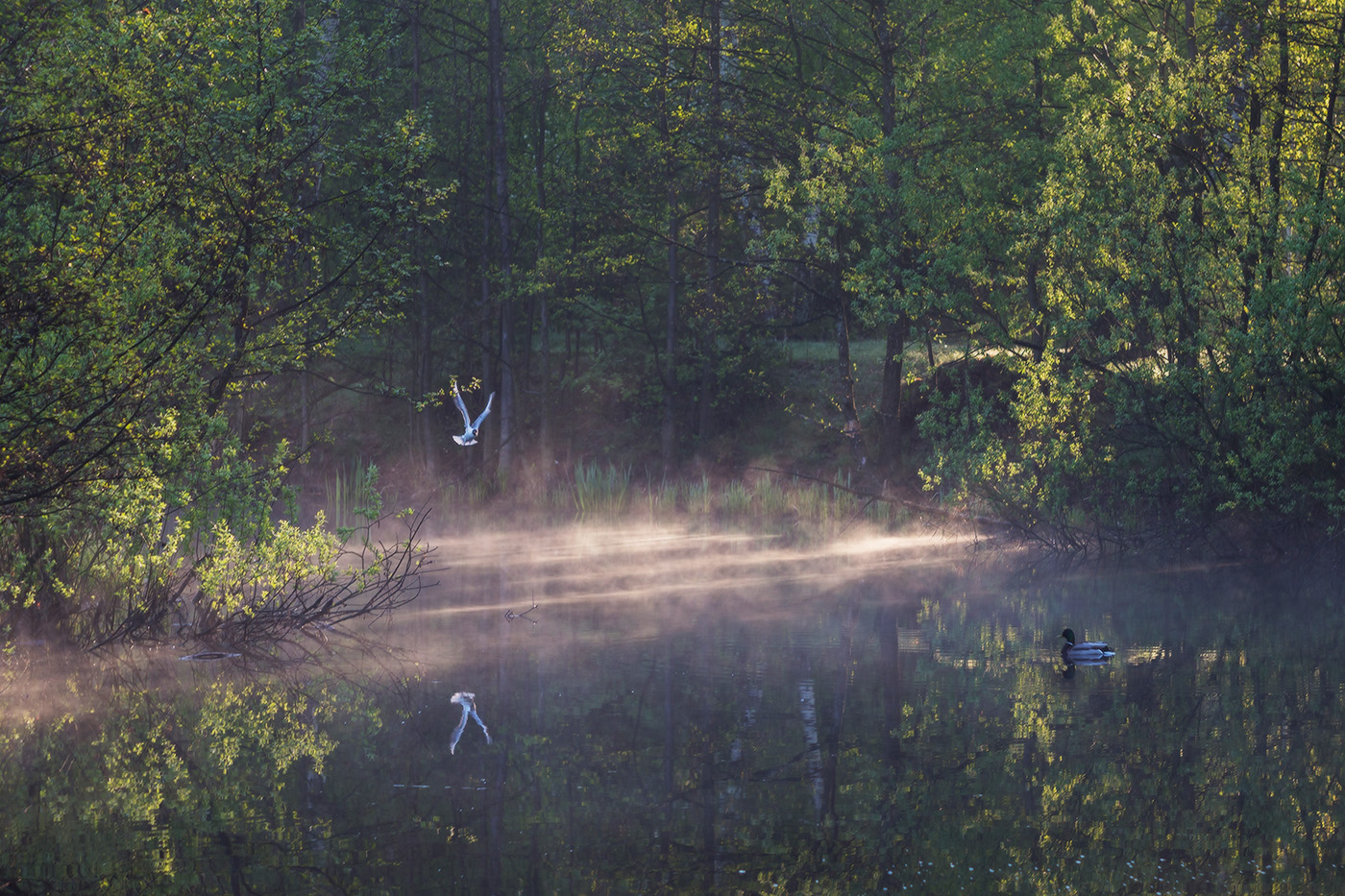 Весеннее утро