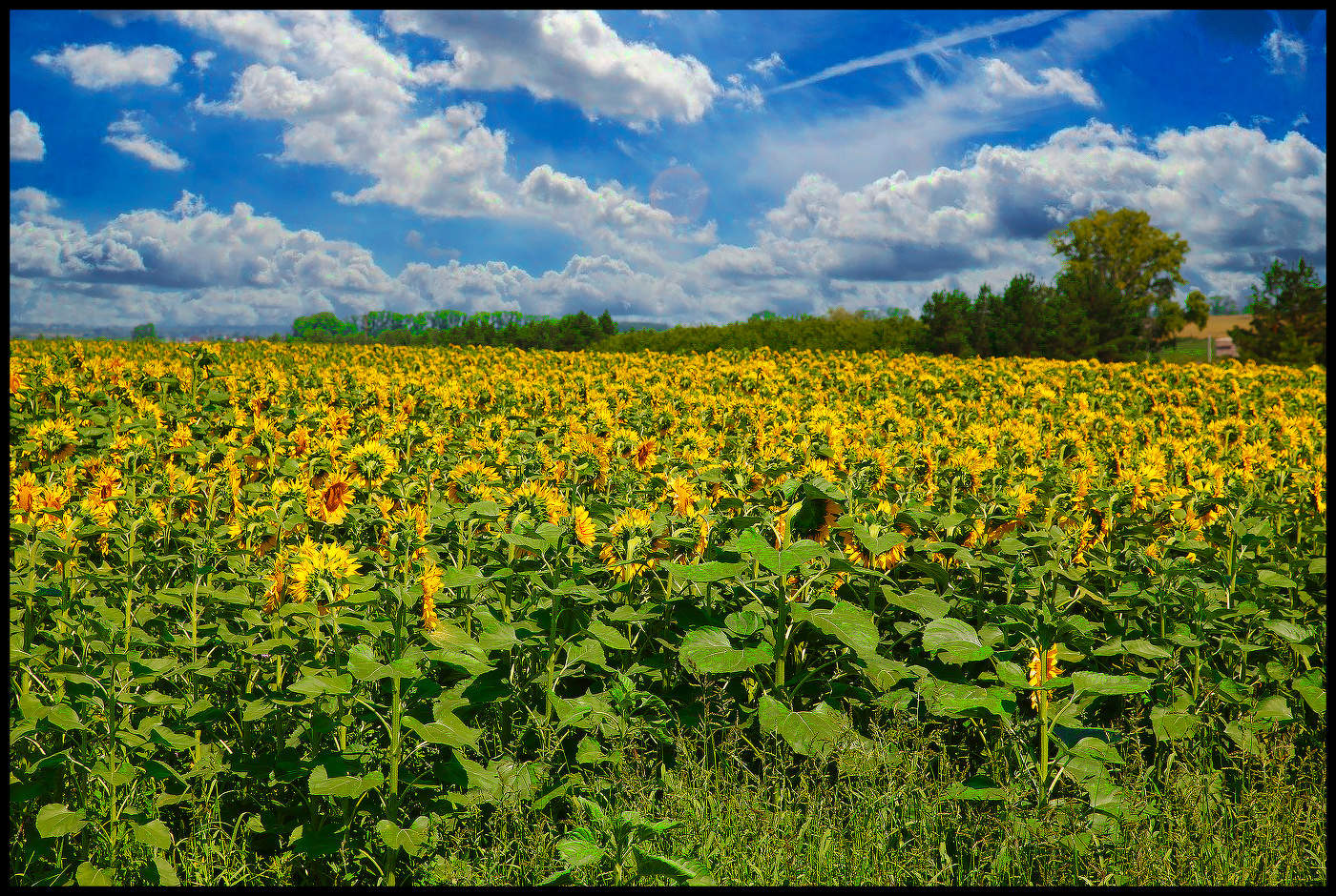 Подсолнухи