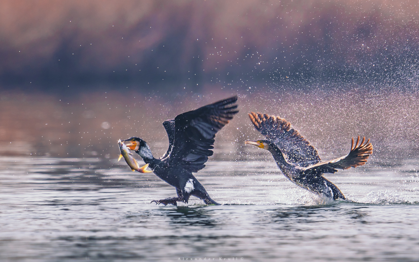 Догнать и отобрать!