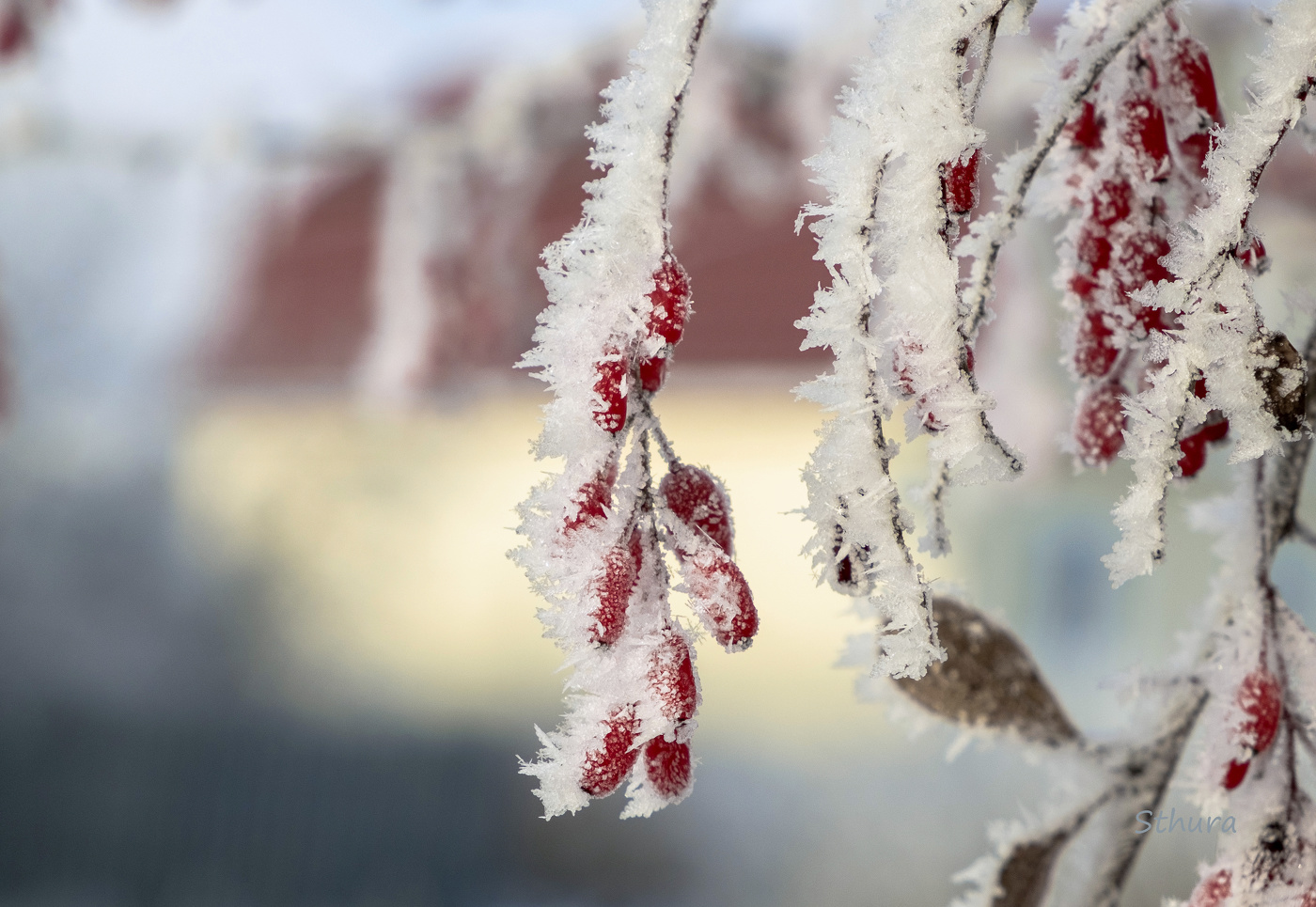 Иней на барбарисе.