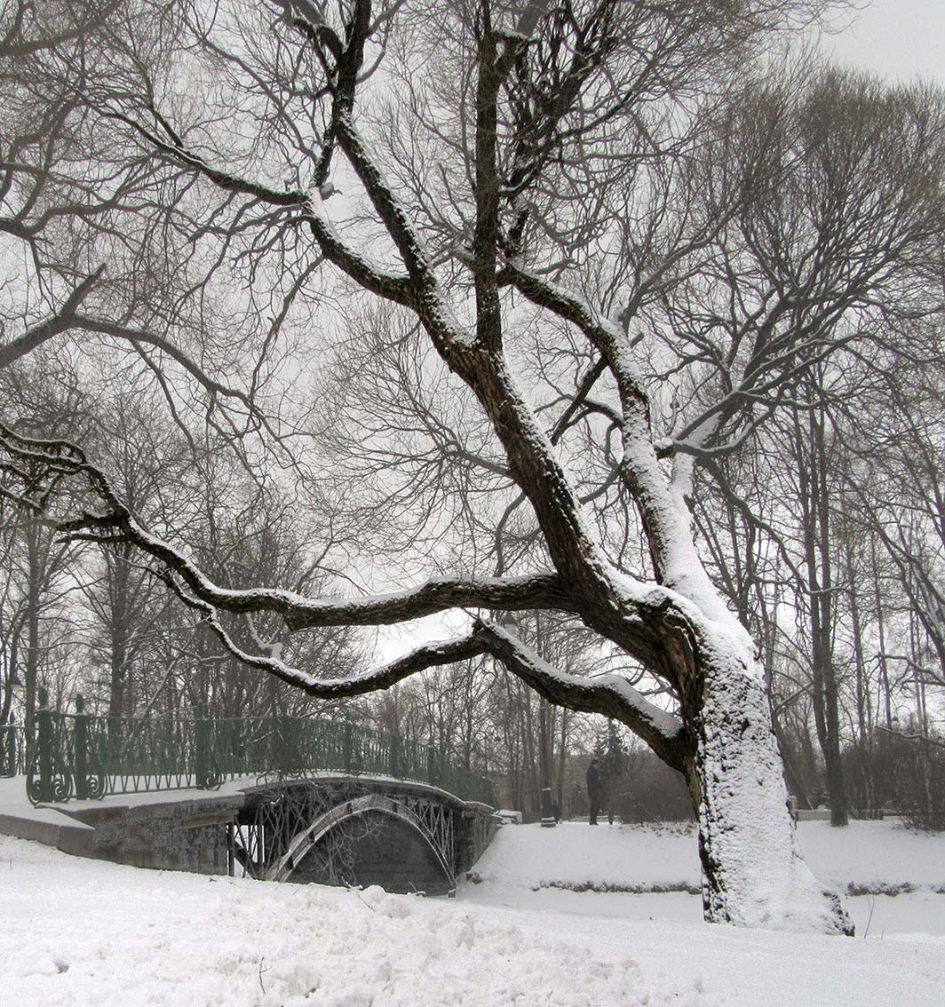 Дерево и мост