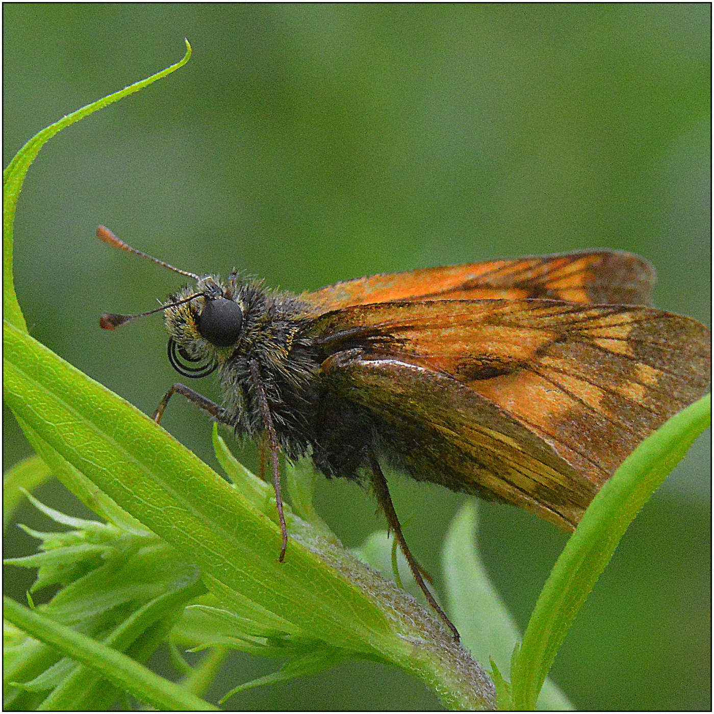 Толстоголовка.