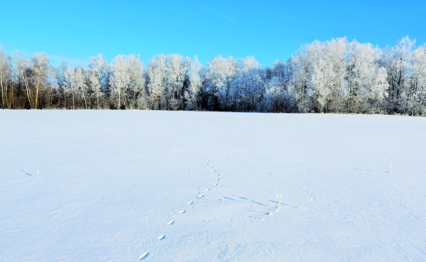 "Снова снег синеет в поле и не тает от лучей..."
