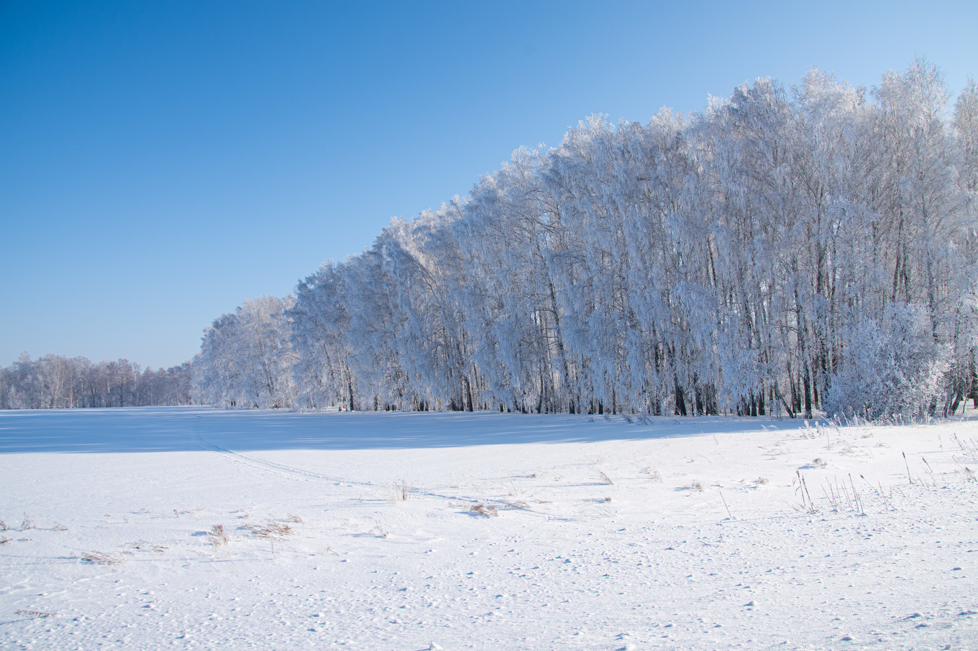 Березки приоделись серебром