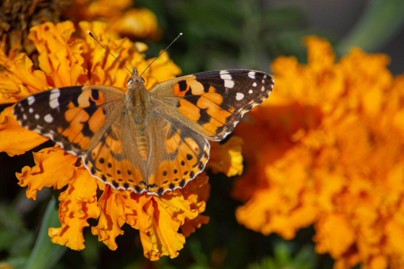 Акценты осени...Сентябрь.